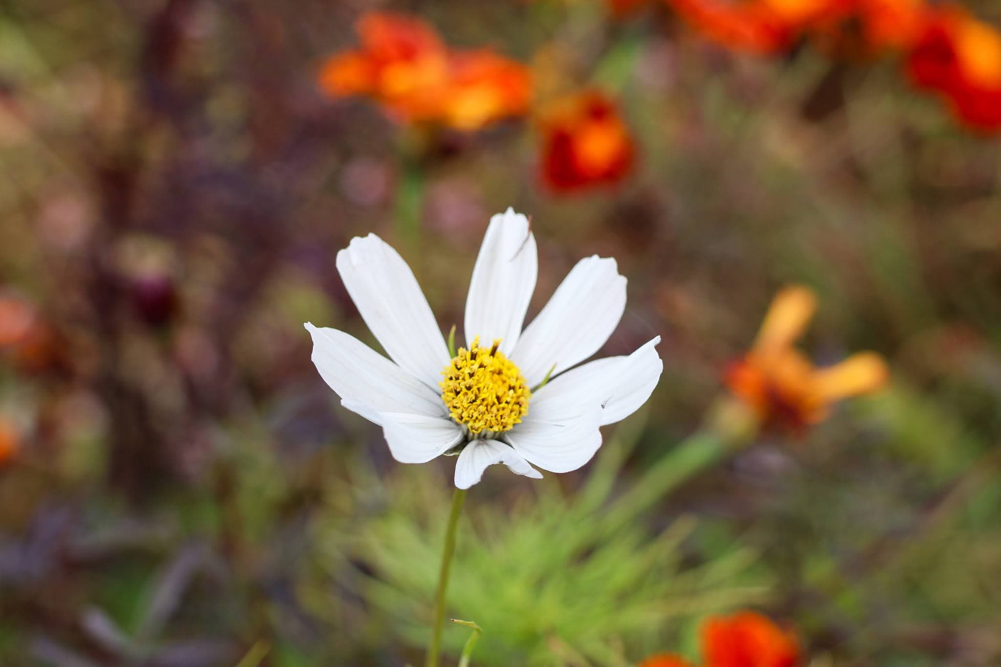 White flower among orange blooms
