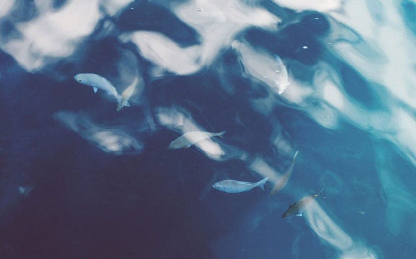 Aquascaping – it is more than hobby