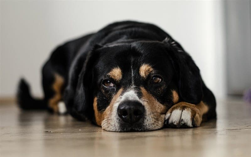Doggy Waggy