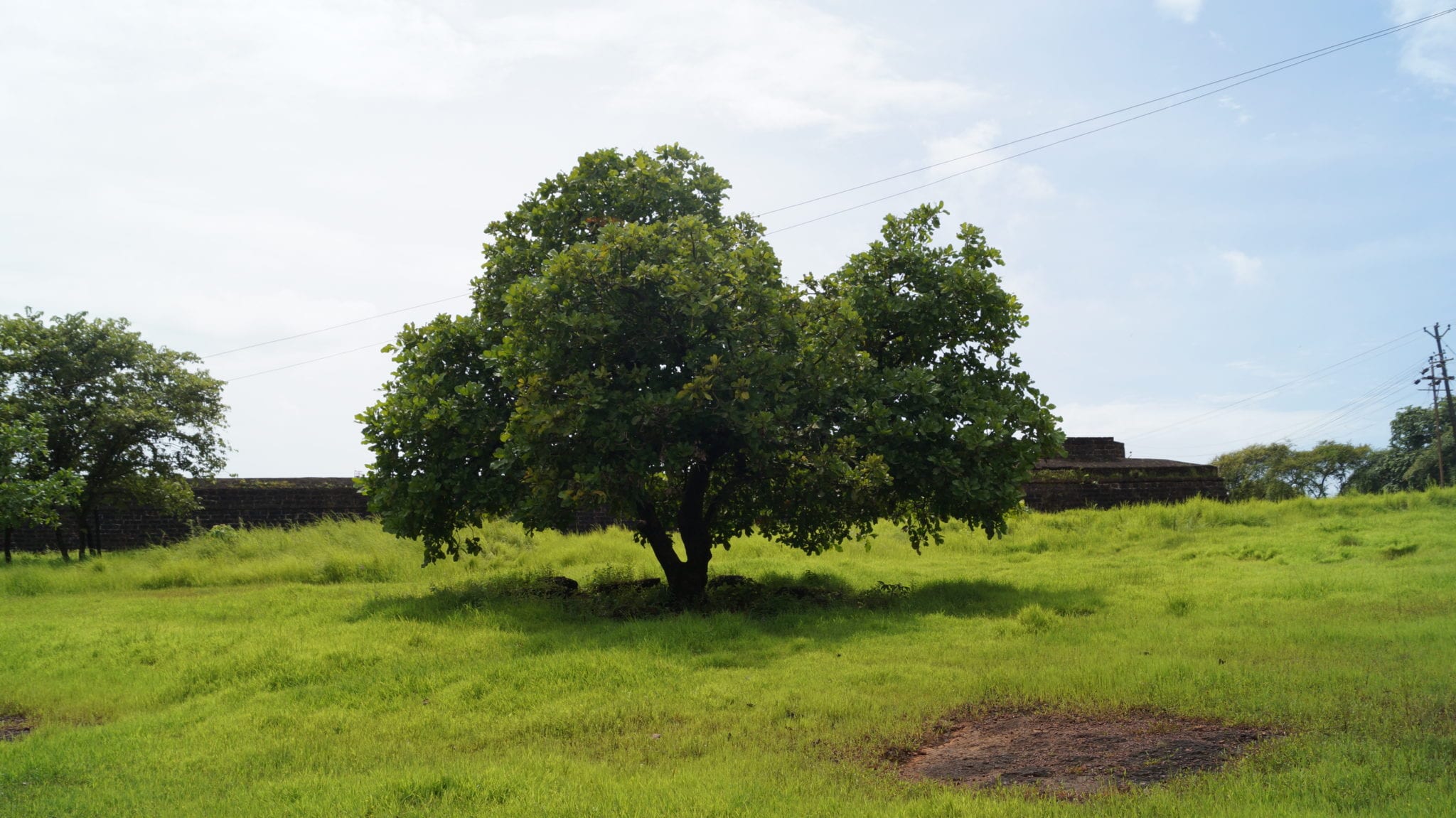 Cashew tree