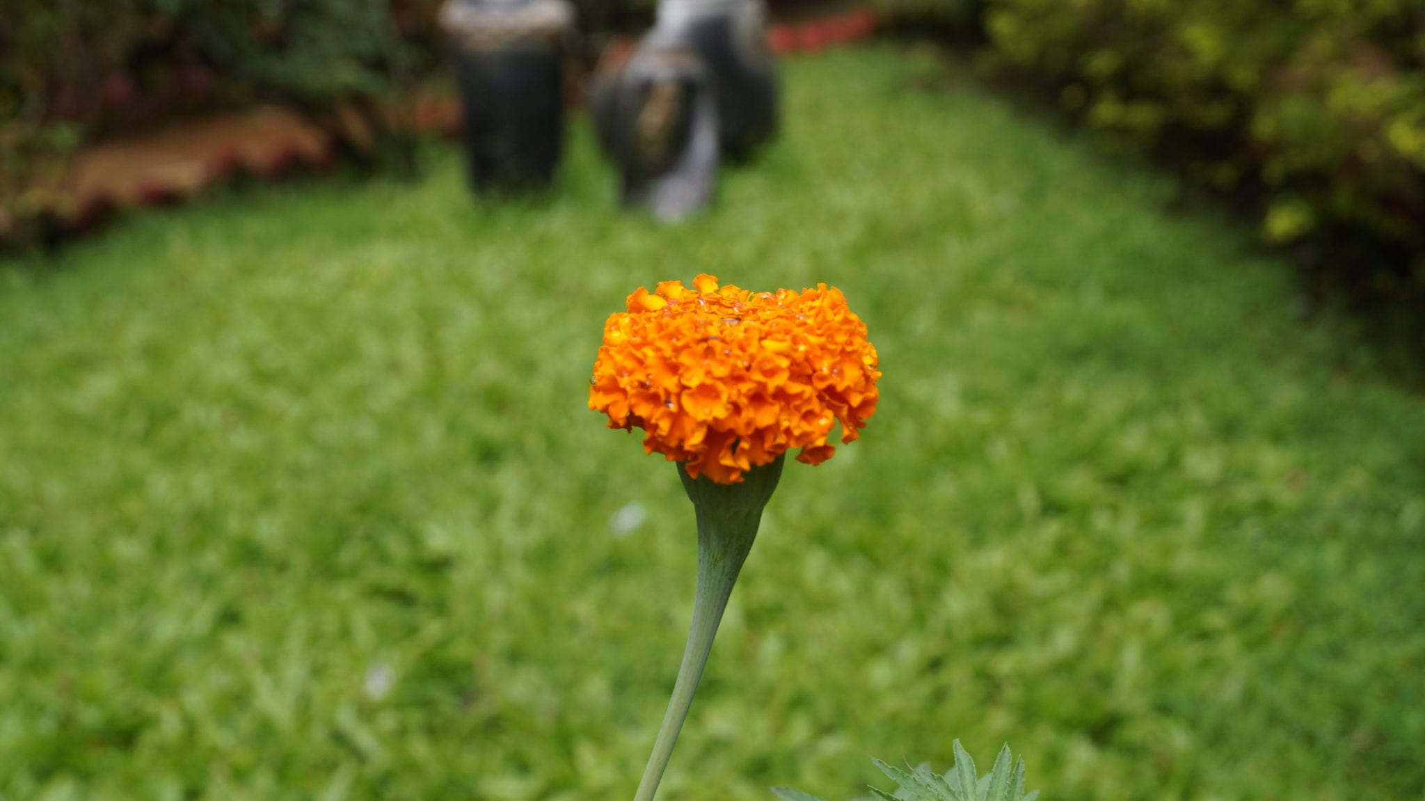 Common flower