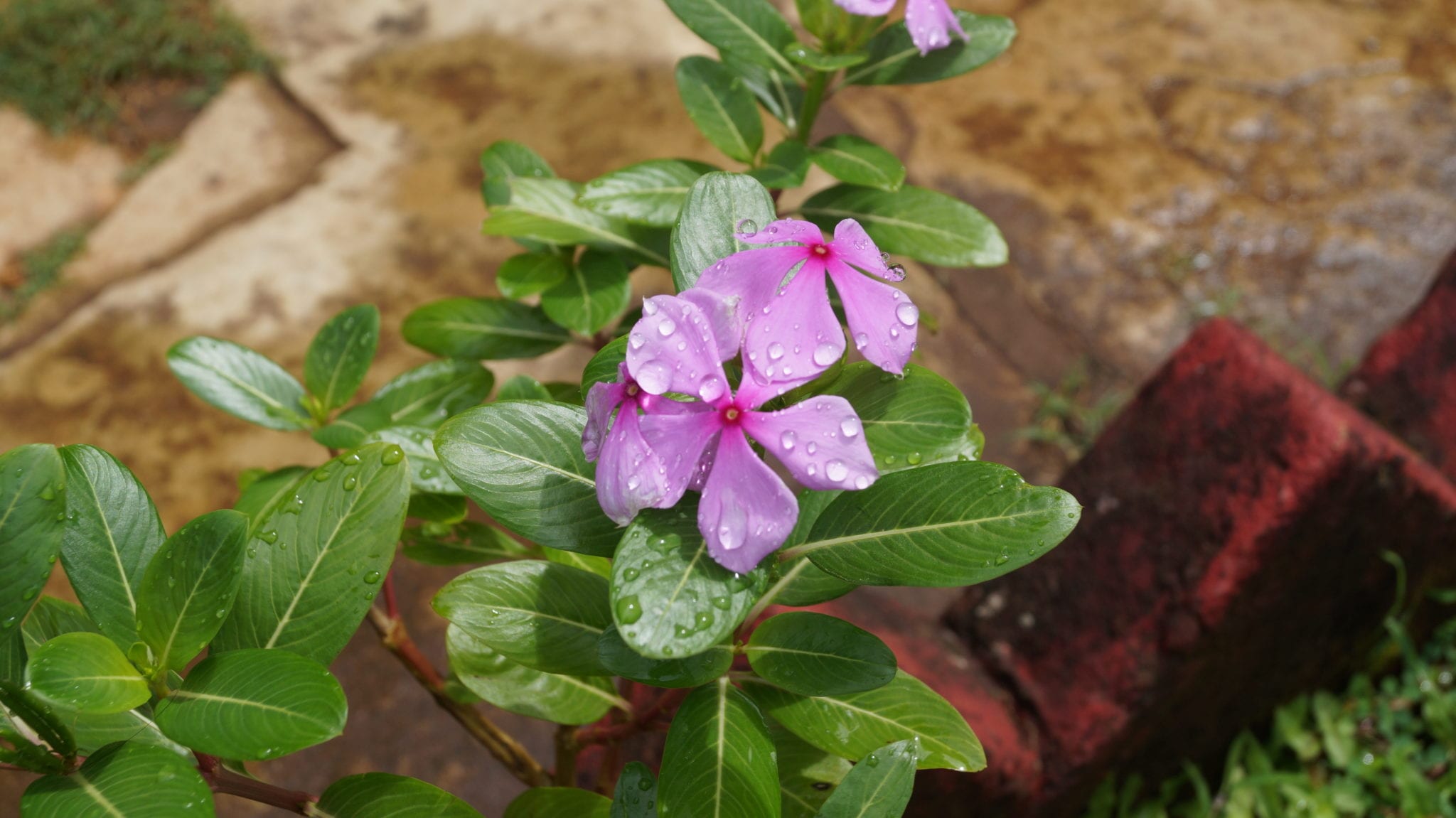 Flower after rain