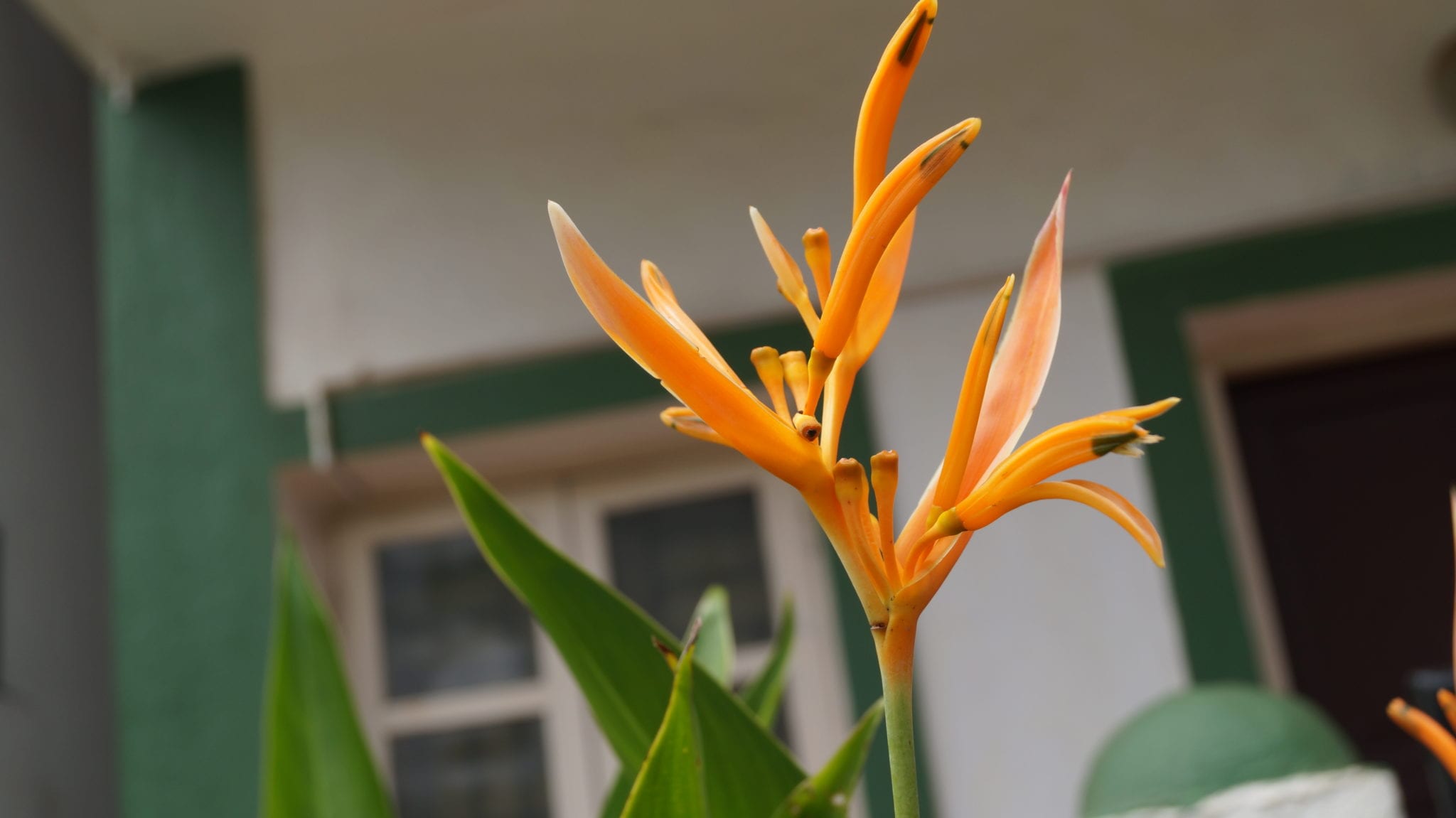 Flowers again