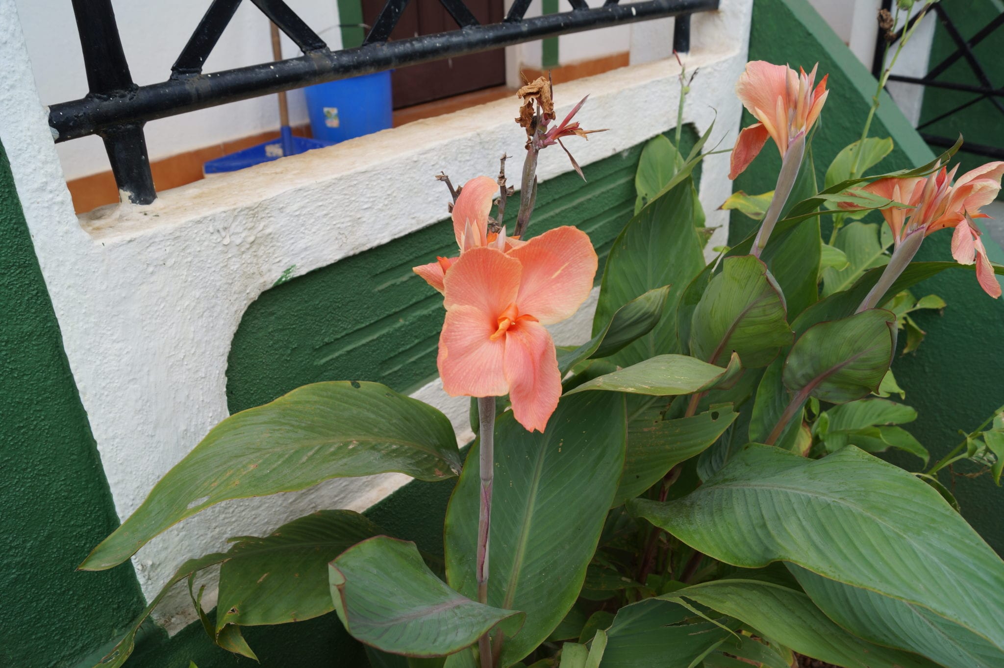 Flowers!