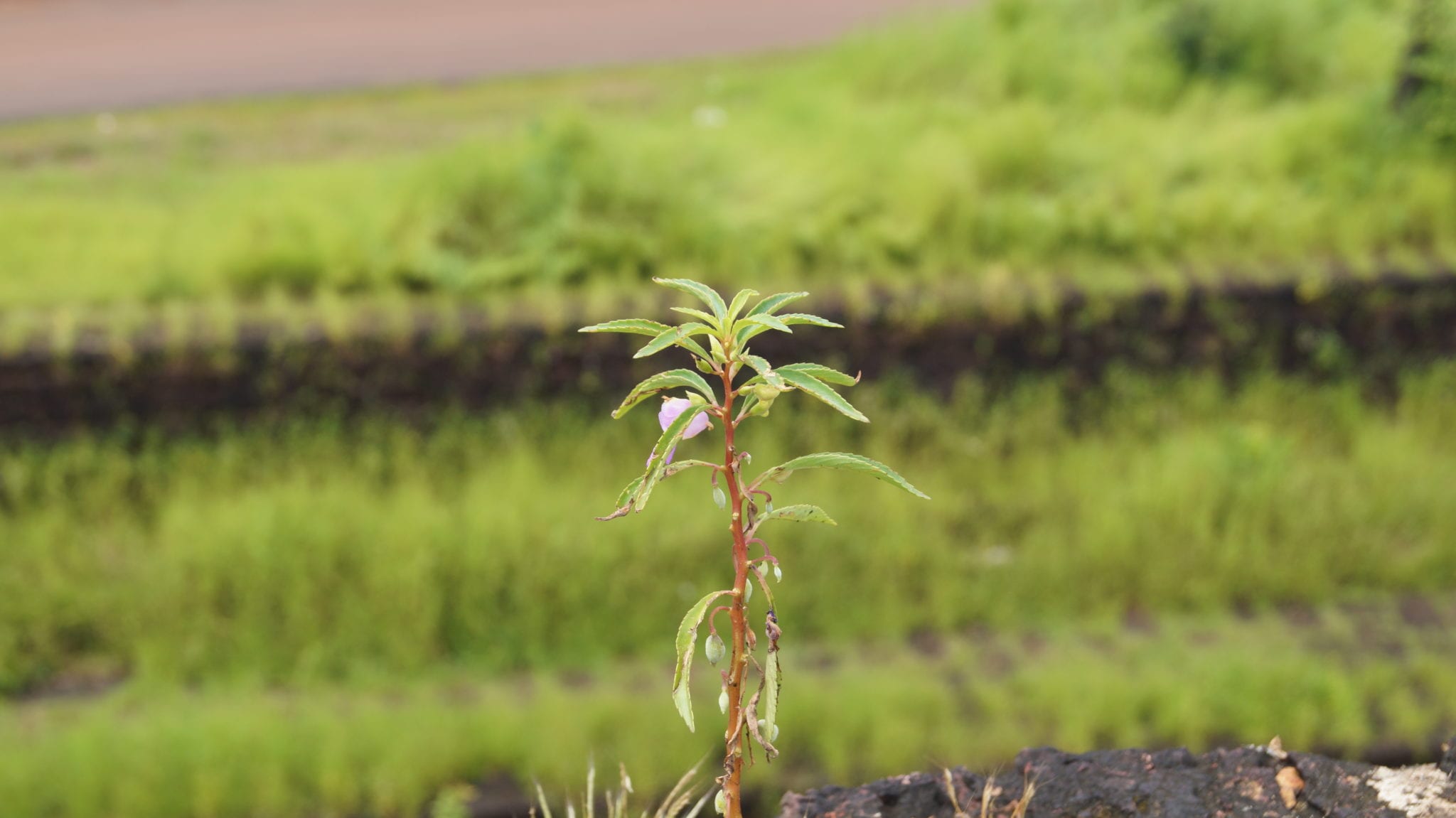 Plant in fort