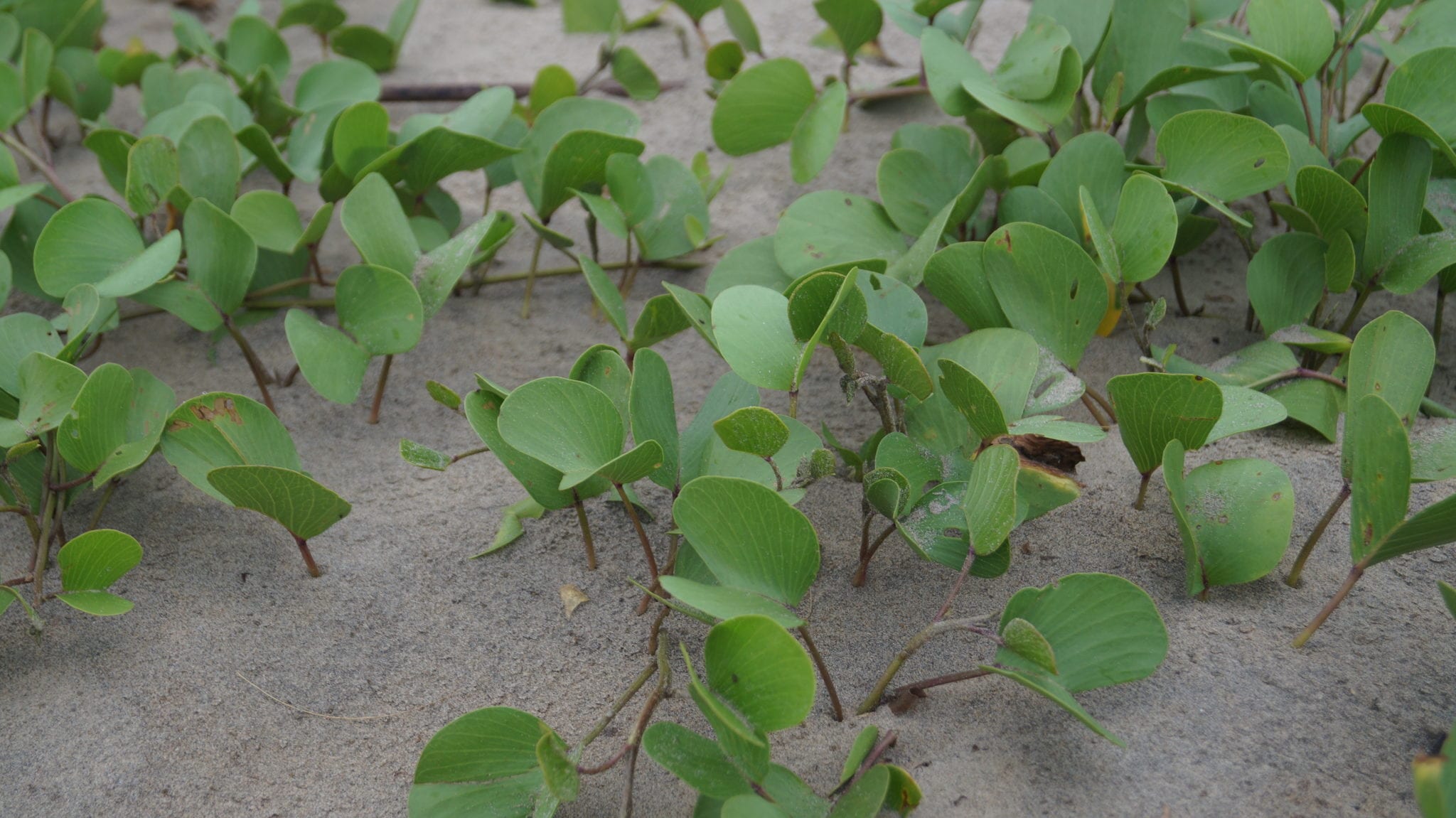 Plants in Beach sands